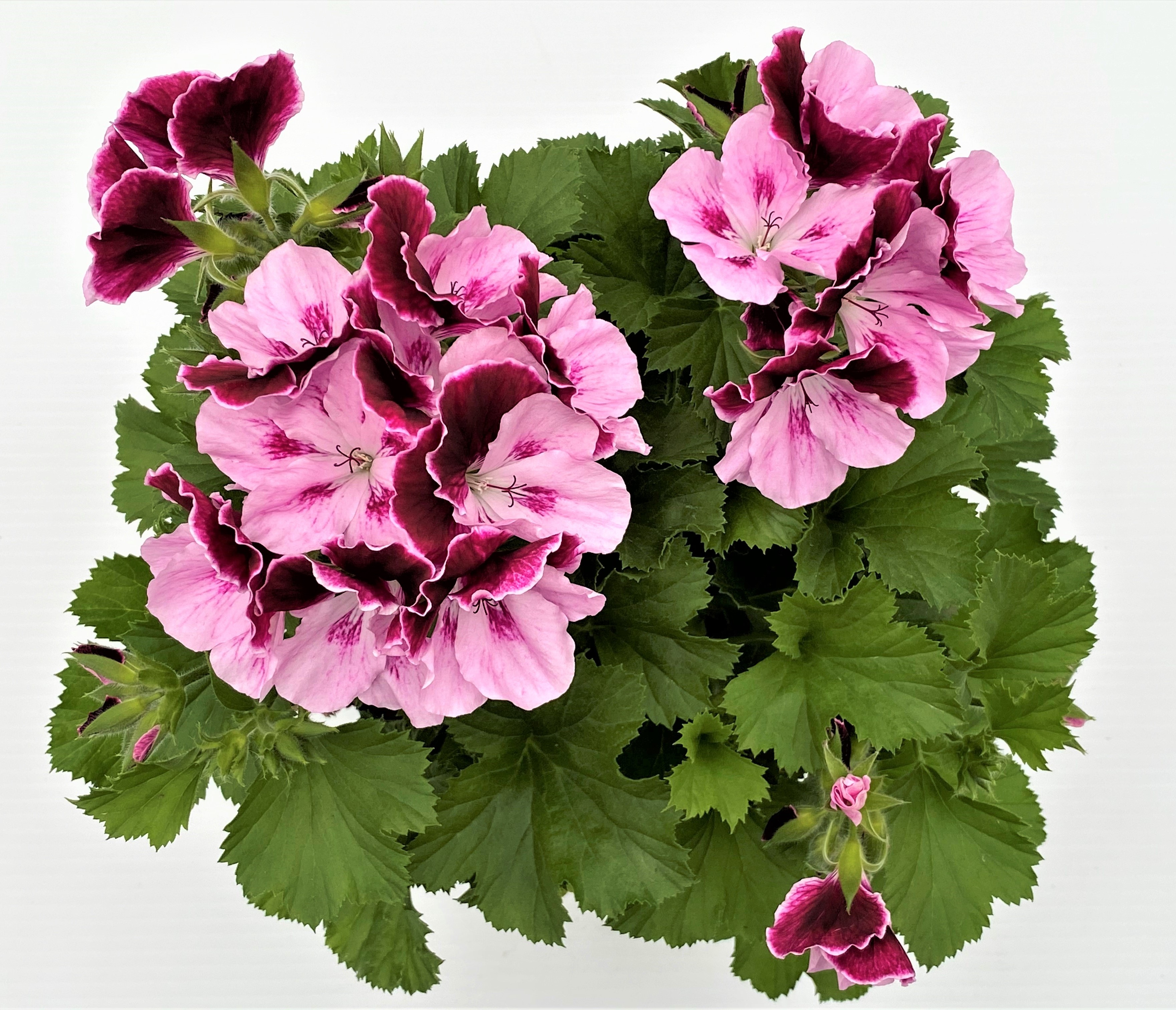 Regal Geranium 'Purple Majesty' 6.5inch $14.99 - Longfellow's Greenhouses