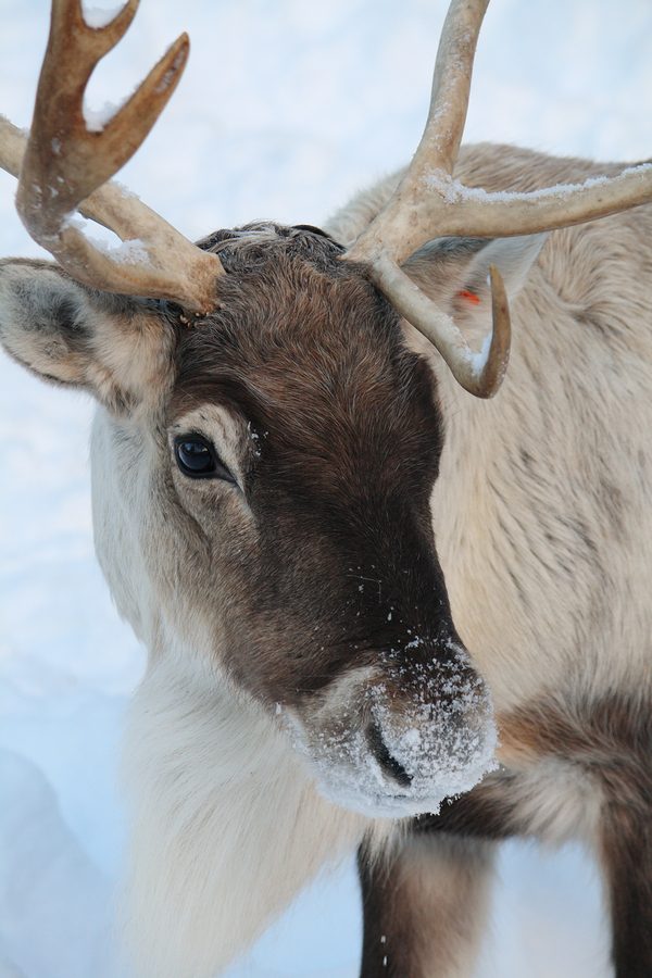Close Up Of A Tame Reindeer In The Snow Longfellows Greenhouses
