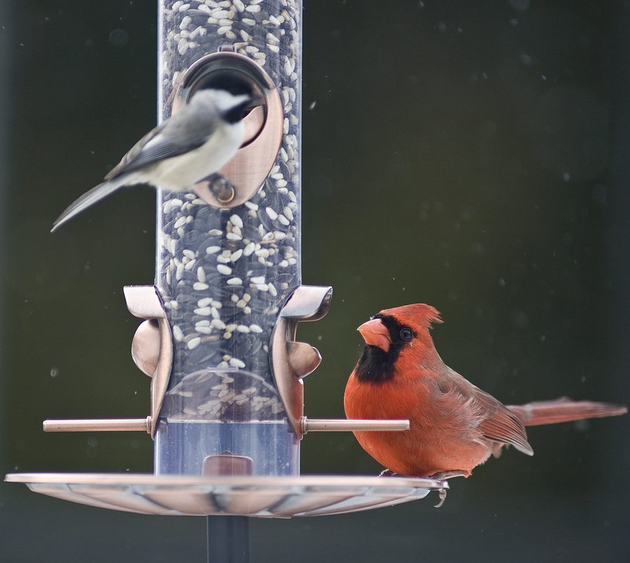 male cardinal bird feeder